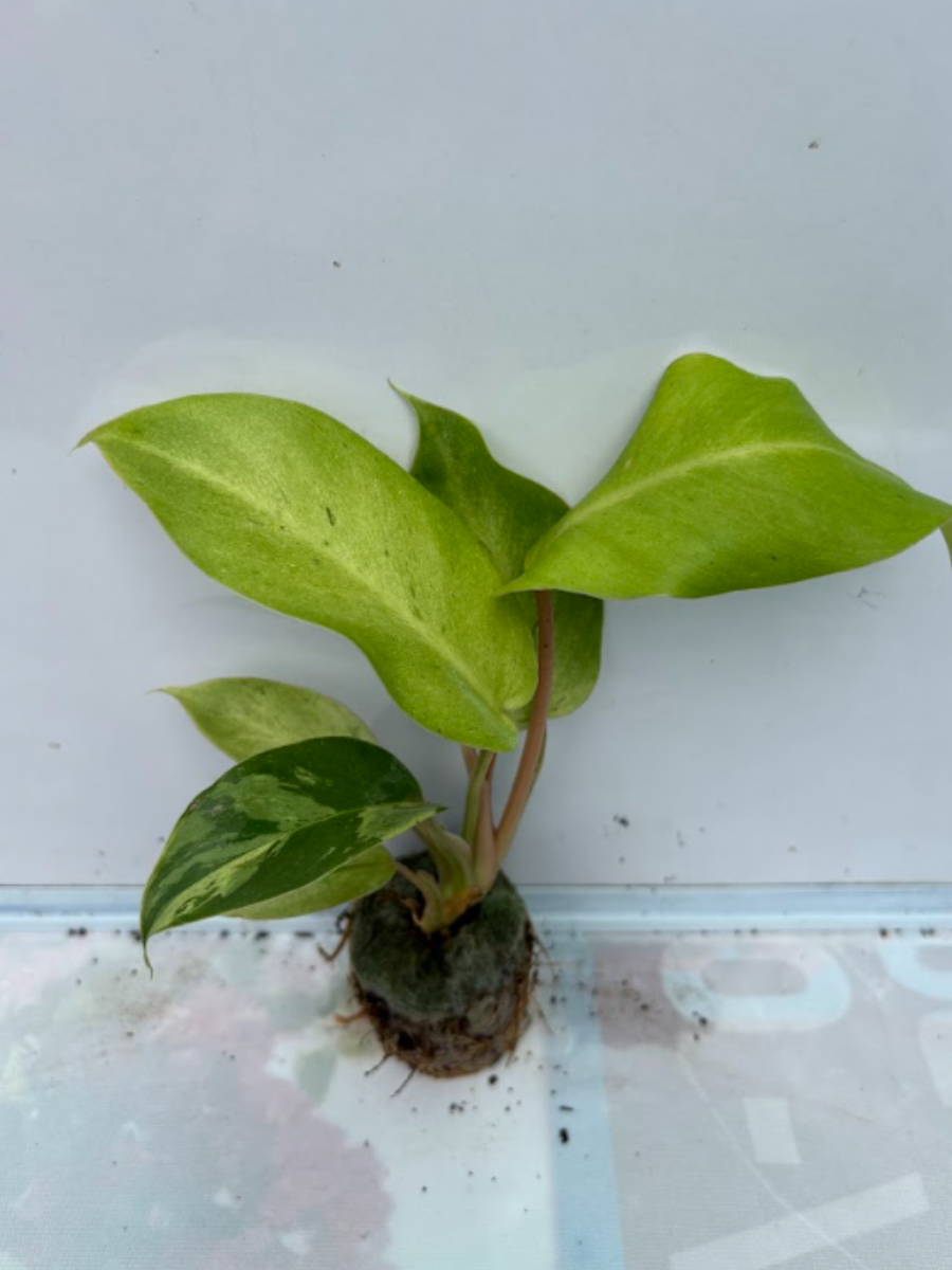 philodendron jungle fever care Philodendron Jungle Fever Variegated (Tissue Culture Plant in Jiffy Ba – pazhassigarden