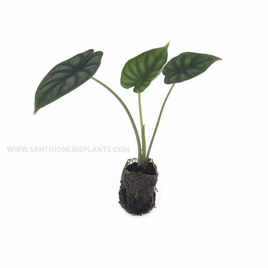 Alocasia NEBULA sprouted bulb in jiffy bag