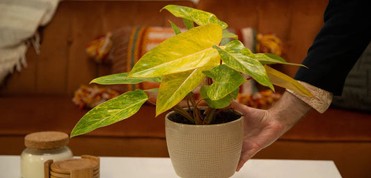 Philodendron painted lady (Tissue Culture Plant in Jiffy Bag)