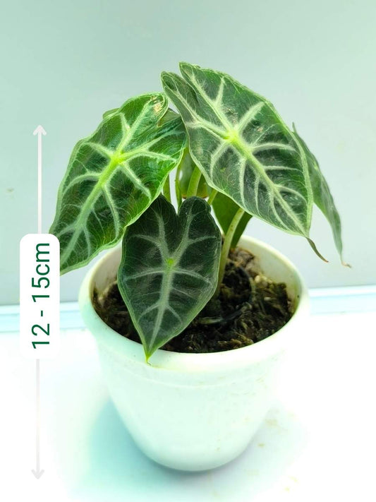 Alocasia Parasol in 3" pot