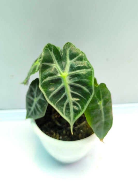 Alocasia Parasol in 3" pot