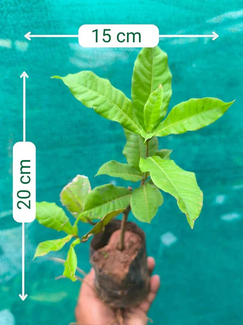 combo of 4 flowering plant 349/- petria blue, petria  white, congea ,manimulla in poly and jiffy bags