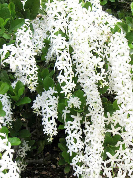 4 Flower Plants Combo  Manimulla, Ottumulla, Casia biflora, Yesterday today