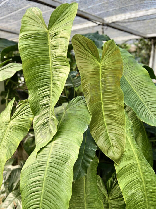 Sharoniae Philodendron (Plant in Jiffy Bag)