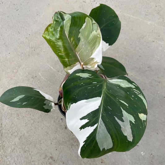 White Knight Philodendron (Plant in Jiffy Bag)