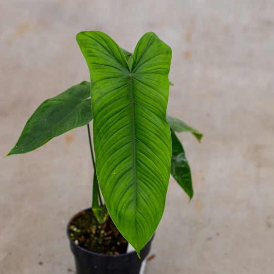 Sharoniae Philodendron in 3" POT