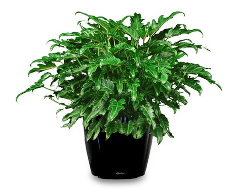 Philodendron xanadu green (Tissue Culture Plant in Jiffy Bag)