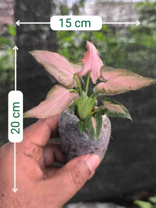 Syngonium Pink Arrow ( Tissue Culture Plant in Jiffy bag)