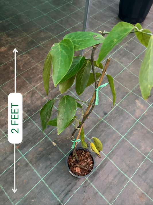 RED Jade Vine ,petria white,thunbergia veriated,manimulla,fraser island combo-1450/-