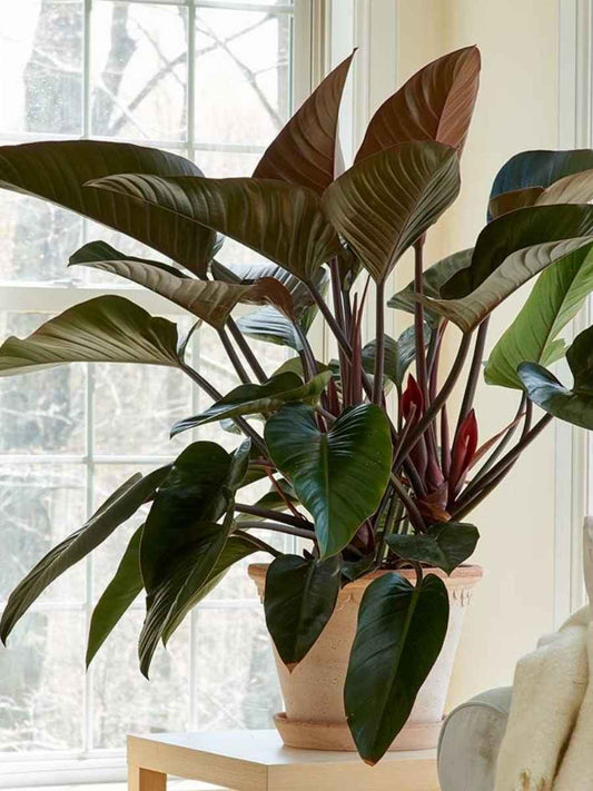 Philodendron Red Congo ( Tissue Culture Plant in Jiffy Bag)