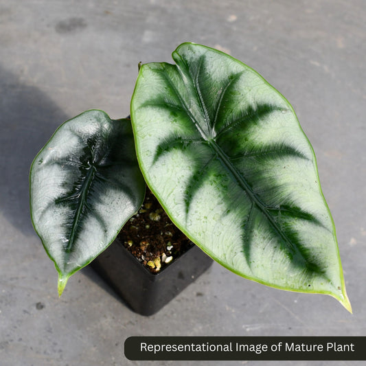 Alocasia Reversa sprouted bulb (sapling) plant in paper bag