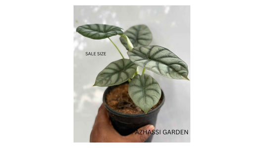 ALOCASIA SILVAR DRAGON 3" POT