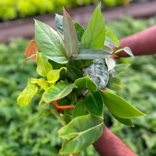 SUPER 10 INDOOR COMBO 999/-10 INDOOR PLANTS IN JIFFY BAGS