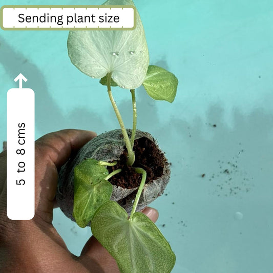 Thai Dwarf Caladium Muffet sapling in jiffy bag