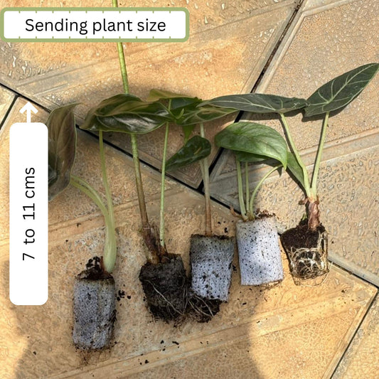 Alocasia Amazonica sprouted bulb (sapling) plant in paper bag