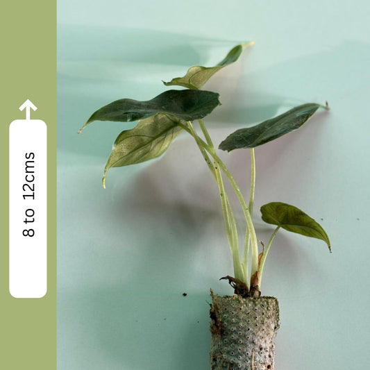 Alocasia Azlanii 8-12 cm Sapling in Paper Bag