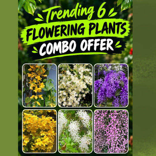 Trending 6 Flowering Combo 888/ Cats Claw, Manimulla, Golden Cascade, Petria Blue, Petria white, Congea in Jiffy bags