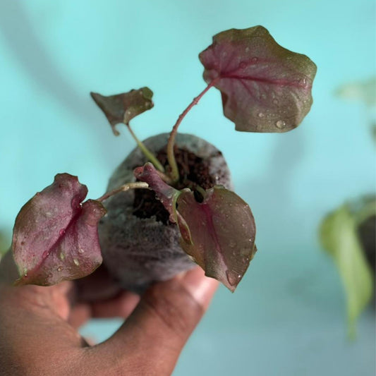 Thai Dwarf Caladium Red Ruffle sapling in jiffy bag