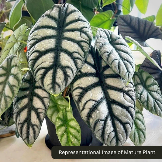 3 Alocasia combo-Azlani, Silver Dragon, Amazonica SPROUTED BULB 8 to 12 cm SAPLINGS 390