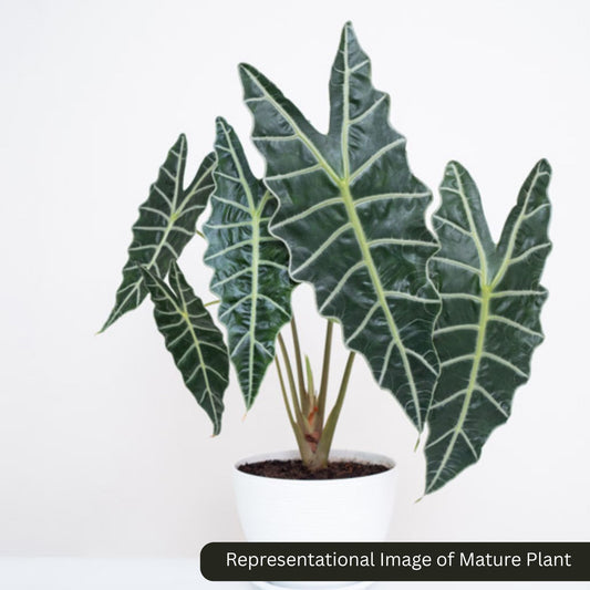 3 Alocasia combo-Azlani, Silver Dragon, Amazonica SPROUTED BULB 8 to 12 cm SAPLINGS 390