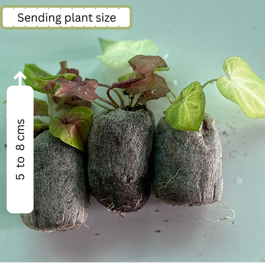 3 Thai Caladium 5-8 cm Sprouted bulbs Combo 333 In Jiffy bags