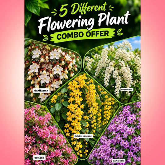 Trending 5 different Flowering Combo