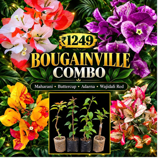 Bougainville Combo -Rooted Single stems of Maharani, Wajid Ali, Adarna, Buttercup