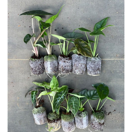 Diwali offer! 10 RARE ALOCASIA COMBO 1799/- IN JIFFY BAGs