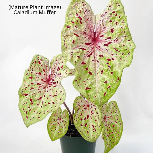 Thai Dwarf Caladium Muffet sapling in jiffy bag