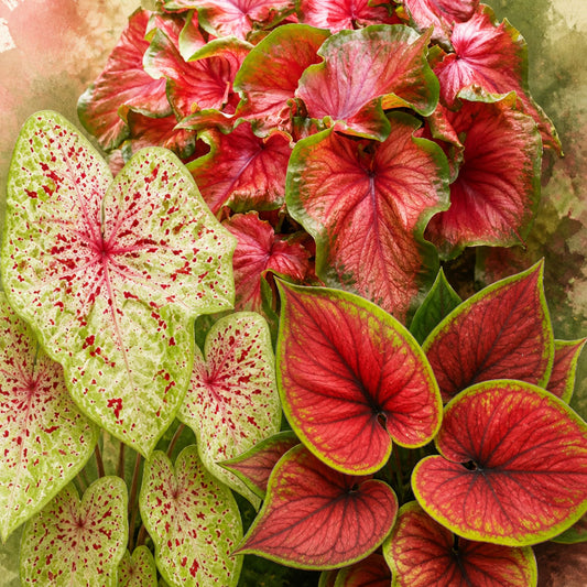 3 Thai Caladium 5-8 cm Sprouted bulbs Combo 375 In Jiffy bags