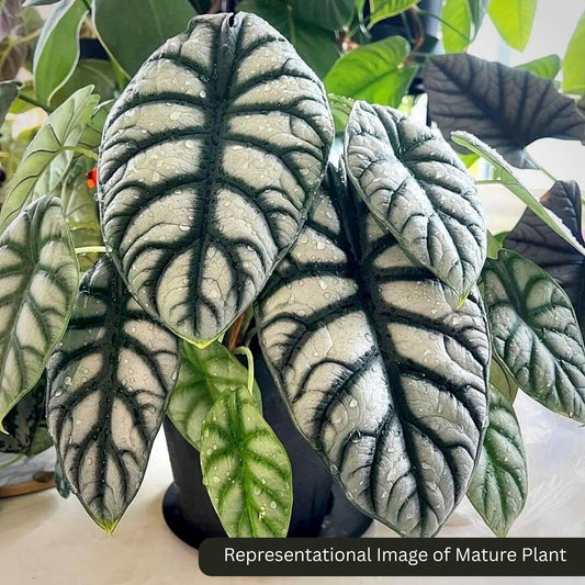 Alocasia Silver Dragon sprouted bulb (sapling) plant in paper bag