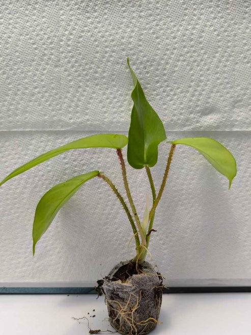 how to tissue culture philodendron Squamiferum Philodendron (Tissue Culture Plant in Jiffy Bag) – pazhassigarden