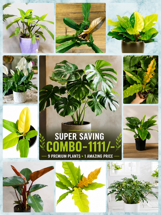 SUPER SAVING COMBO 1111/- ,11 INDOOR PLANTS IN JIFFY BAGS