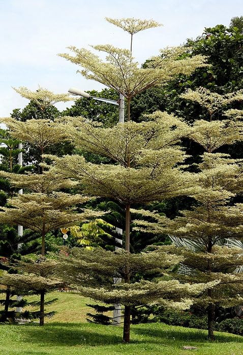Terminalia Variegated Landscaping Tree 30-45 cm grafted plant