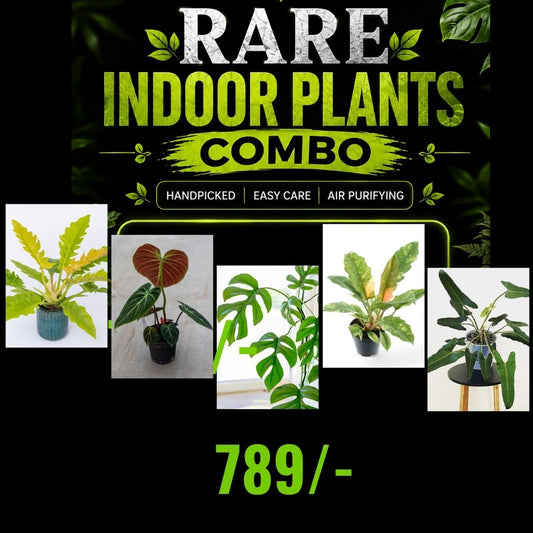 RARE INDOOR COMBO