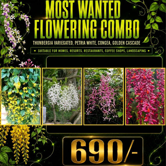 Most Wanted Flowering Combo - Thunbergia Variegated, Petria White, Congea, Golden cascade / in Poly bags