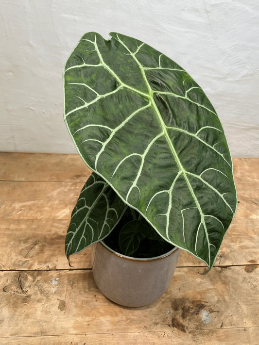ALOCASIA WATSONIANA IN JIFFY BAG