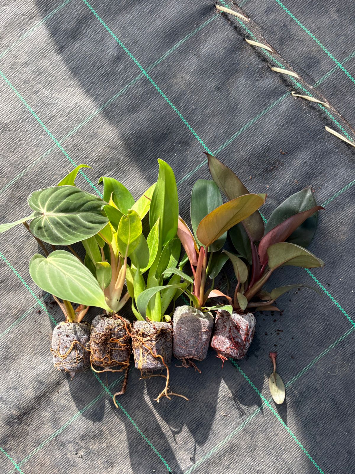 bn78zg philodendron garden REPUBLIC DAY PHILODENDRON SUPER COMBO 5 INDOOR PLANTS 595/- IN JIFFY B – pazhassigarden