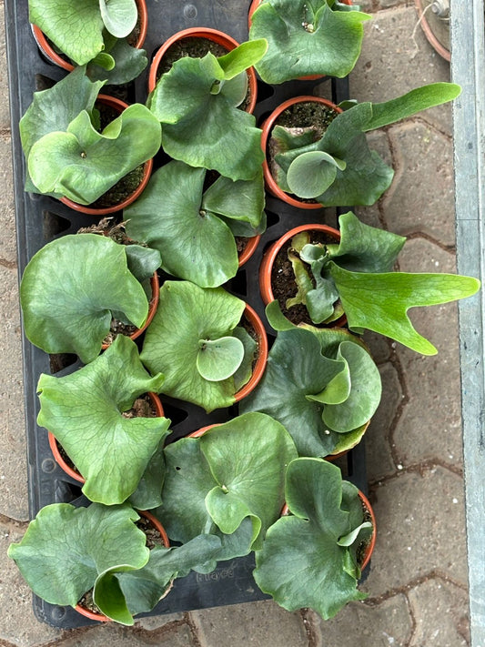 GIANT STAGHORN FERN PLATYCERIUM WANDAE QUEEN STAGHORN FERN SMALL PLANT IN 4" POT
