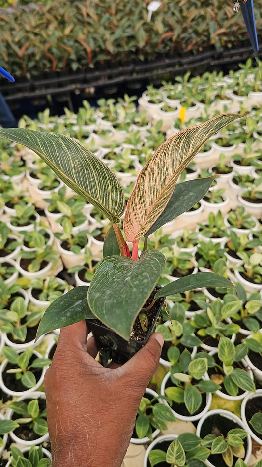PINK BIRKIN PHILODENDRON 12-16 CM IN 3" SQUARE POT