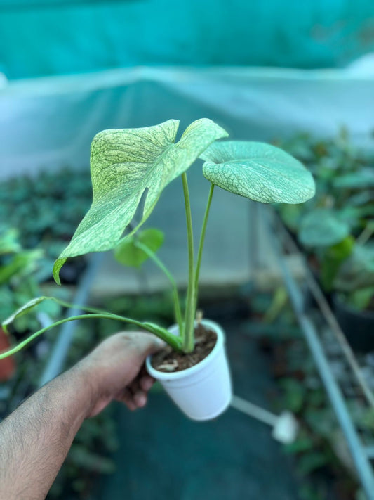 Monstera WHITE MONSTER IN 3" POT