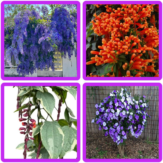 Petria Blue,Thunbergia, Ottumulla, Yesterday Today Combo
