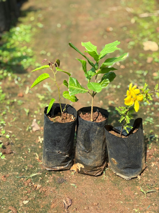 Bouhina, Petria blue, Cassia Combo
