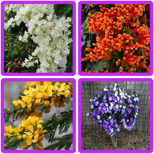 4 Flower Plants Combo  Manimulla, Ottumulla, Casia biflora, Yesterday today