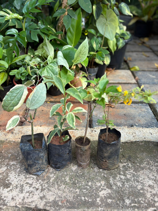 Cassia Biflora, Thunbergia variegated, Yesterday today variegated Ottumulla Combo