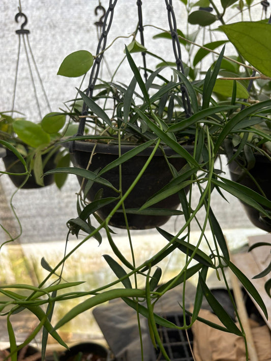 Hoya Narrow Head flowering type Hanging plant 8-12 cm in jiffy bag