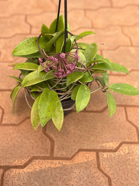 Hoya Carnosa Bushy Hanging Pot with  Flower