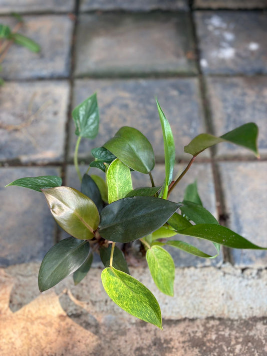 SUMMER PHILODENDRON SUPER COMBO 5 INDOOR PLANTS 550