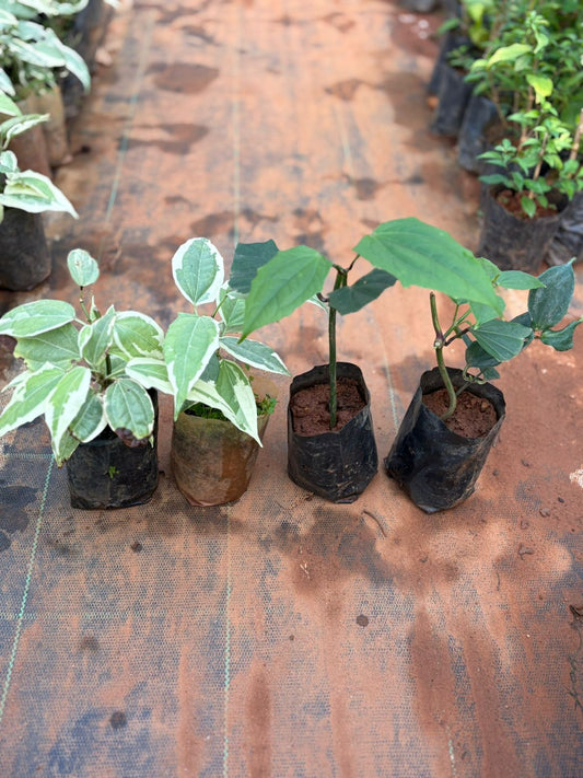 Thunbergia Normal and Variegated Combo of 4 (2 Normal and 2 Variegated) in Polybag