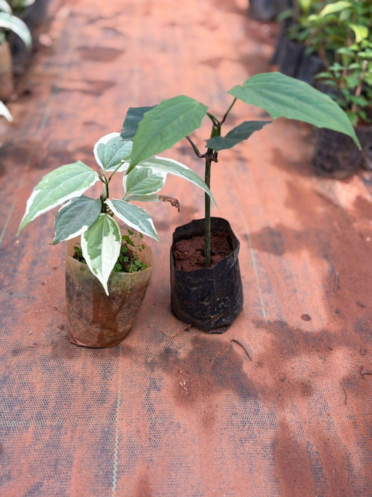 Thunbergia Normal and Variegated Combo of 2 in Polybag
